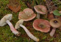 Russula gracillima