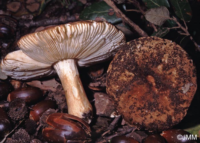 Russula graveolens