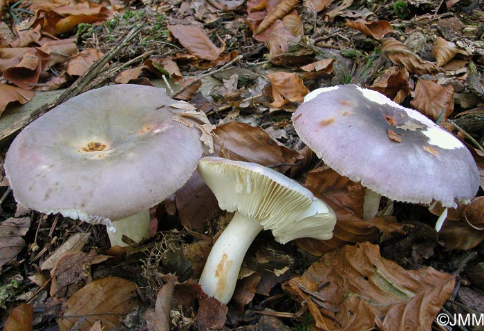 Russula grisea