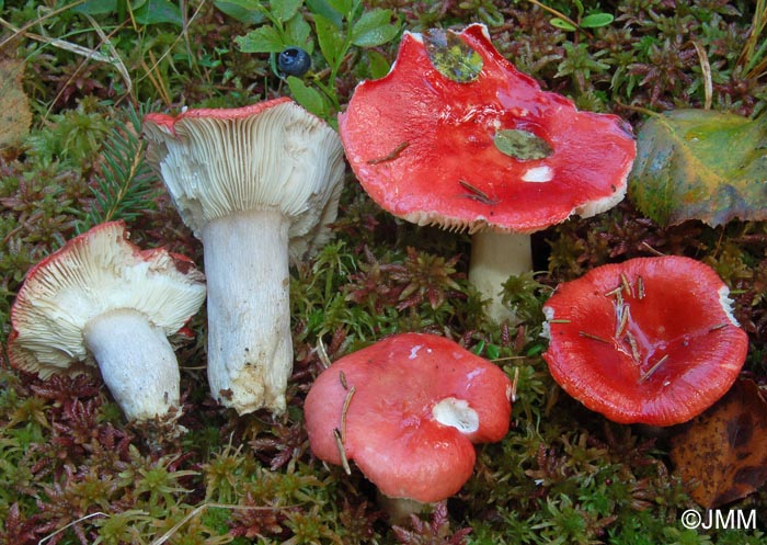 Russula griseascens