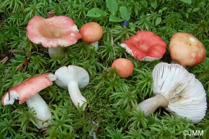 Russula griseascens