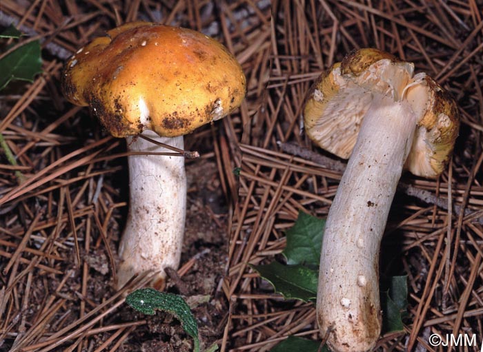 Russula helios