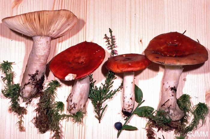 Russula helodes