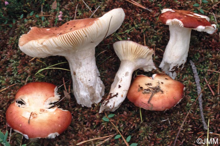 Russula helodes