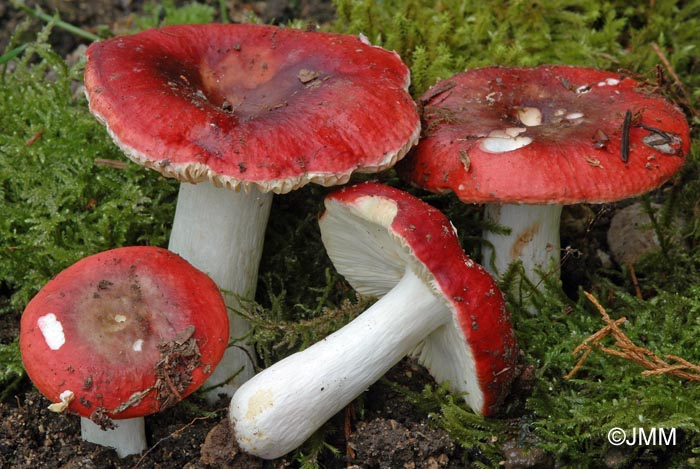 Russula heteroderma