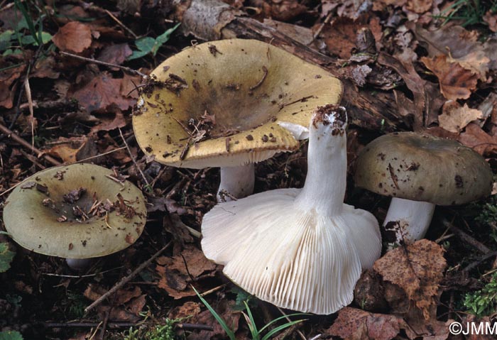 Russula heterophylla