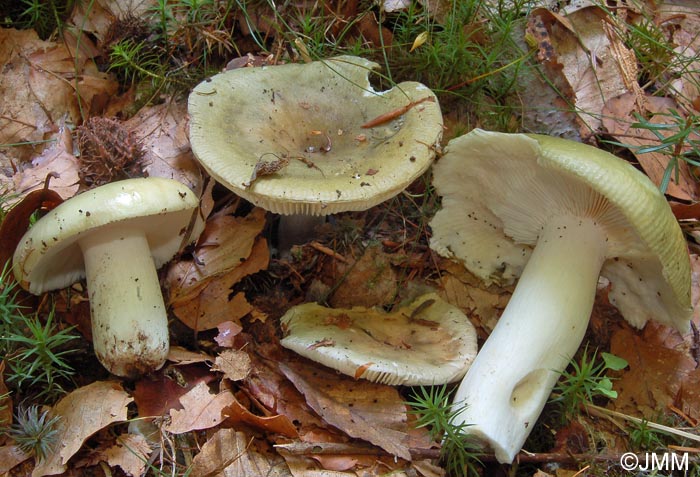 Russula heterophylla