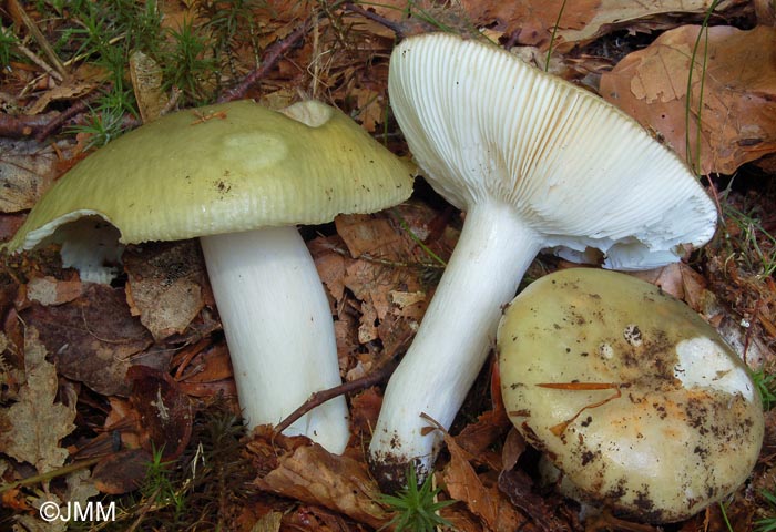 Russula heterophylla