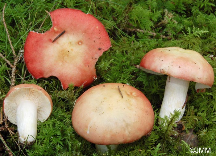 Russula hydrophila