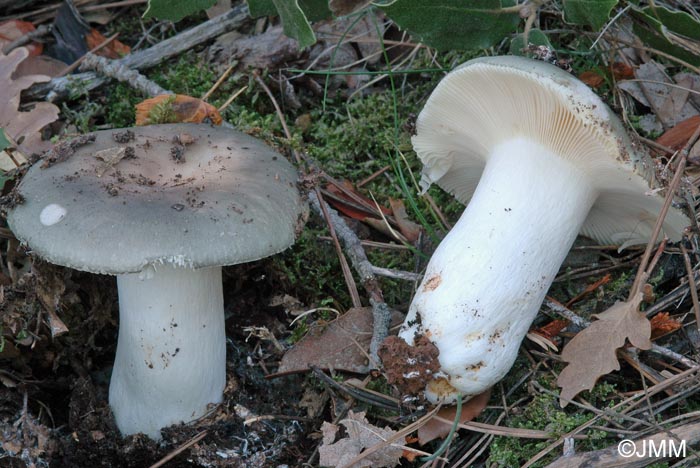 Russula ilicis