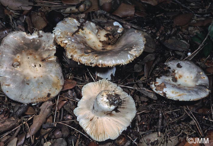 Russula ilicis