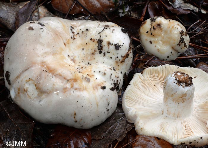 Russula ilicis