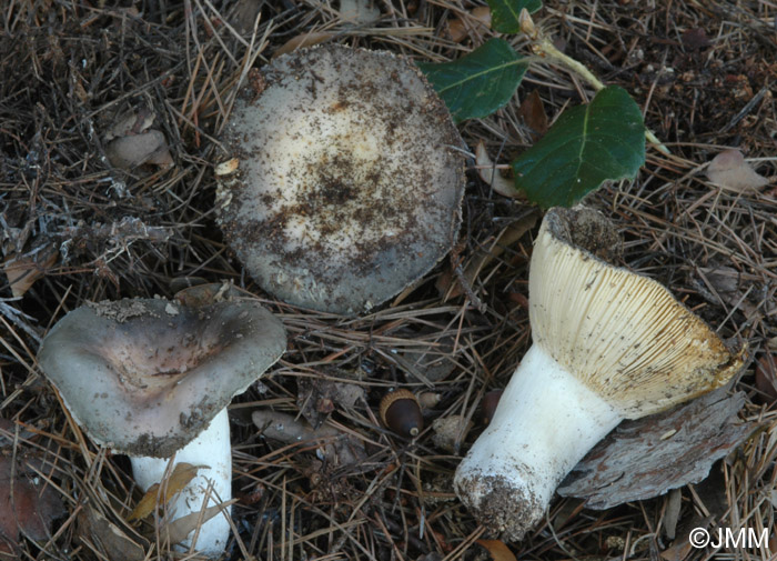 Russula ilicis