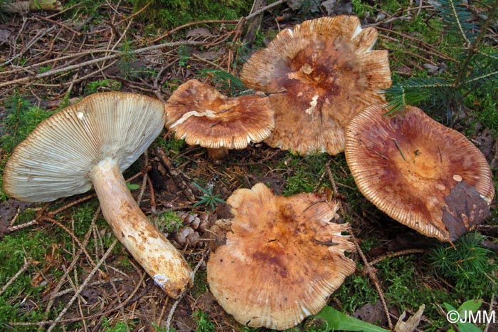 Russula illota