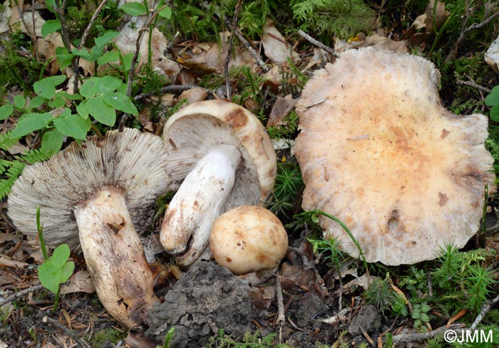 Russula illota