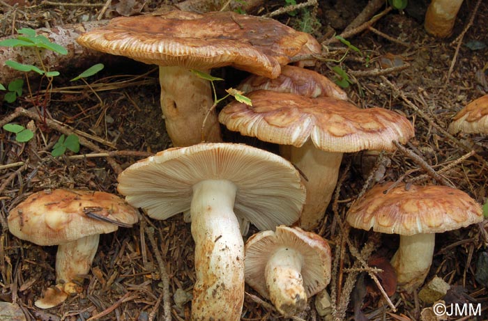 Russula illota