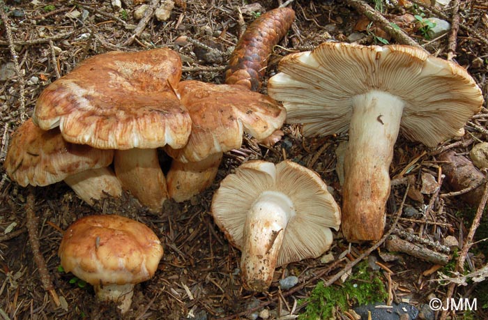 Russula illota