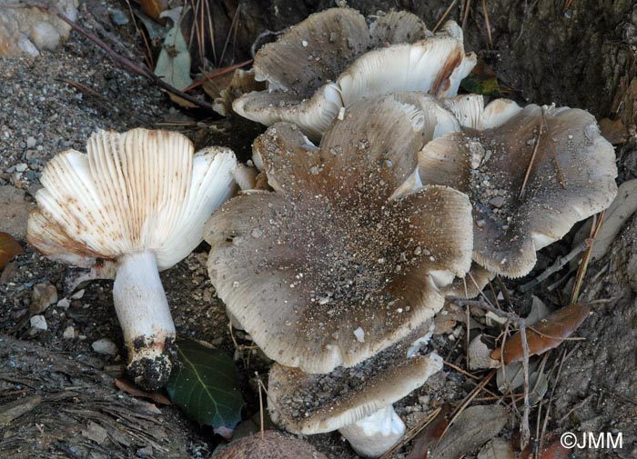 Russula insignis