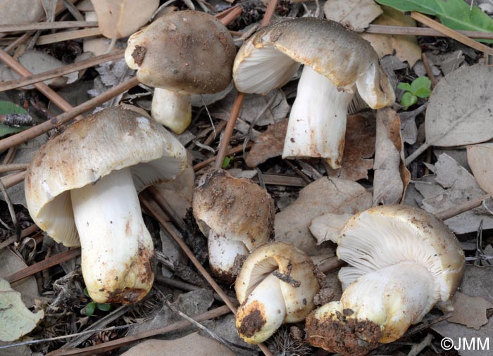 Russula insignis