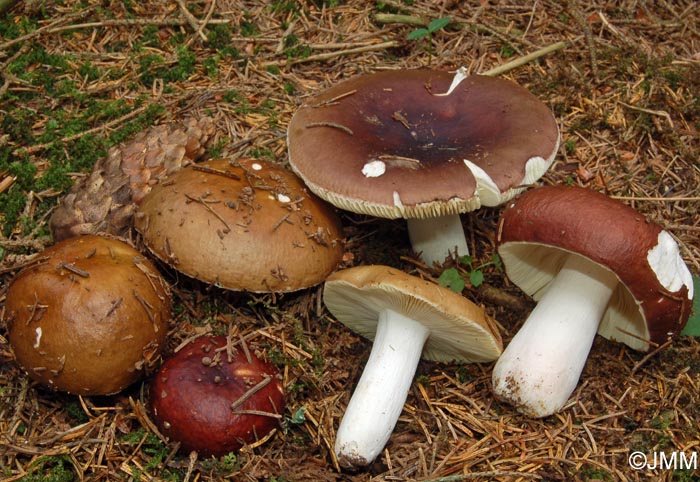 Russula integra