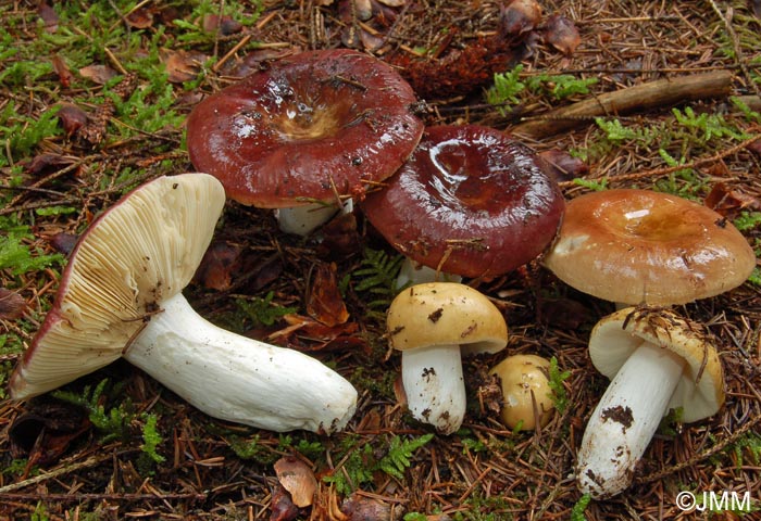 Russula integra