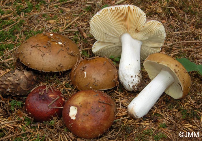 Russula integra