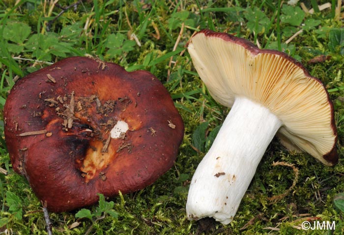 Russula integra