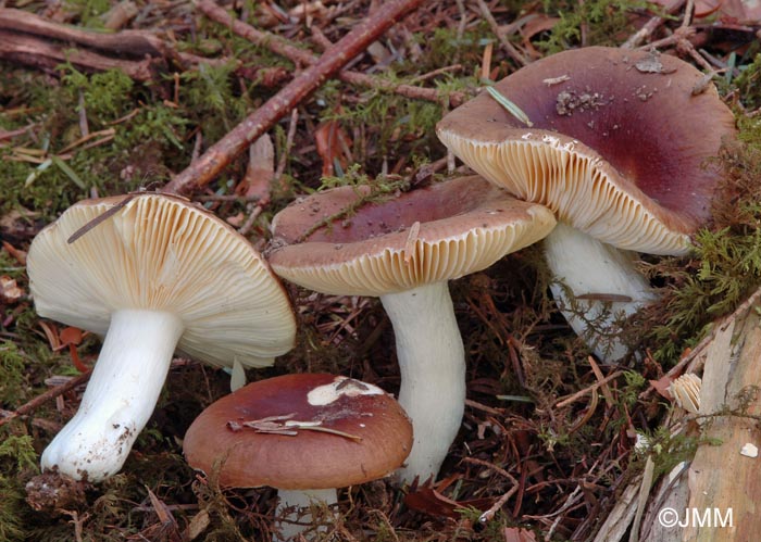 Russula integra