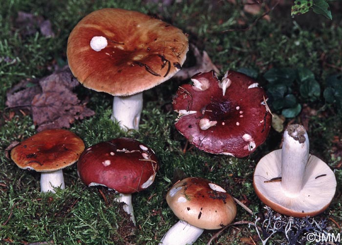 Russula intermedia = Russula lundellii