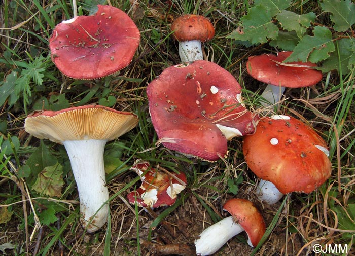 Russula intermedia = Russula lundellii