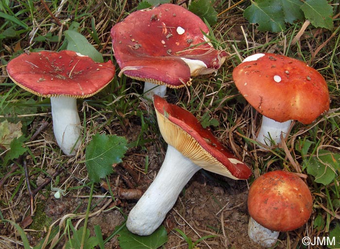 Russula intermedia = Russula lundellii