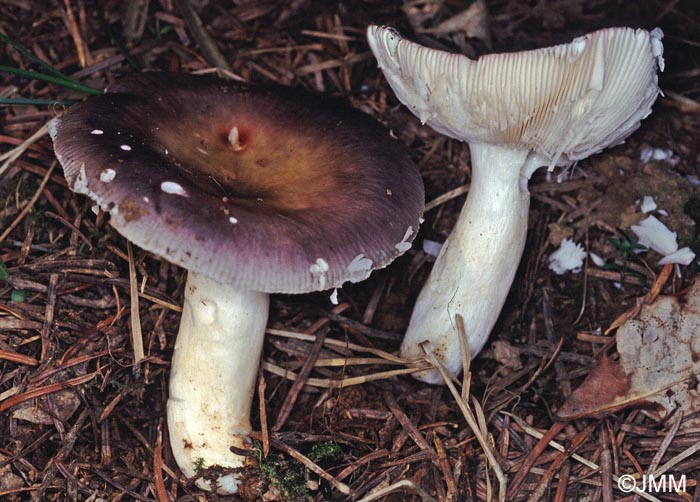 Russula ionochlora