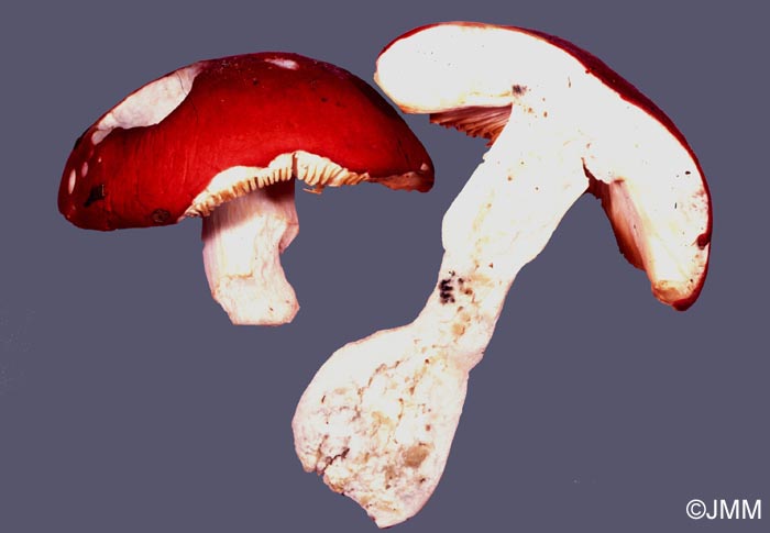 Russula juniperina