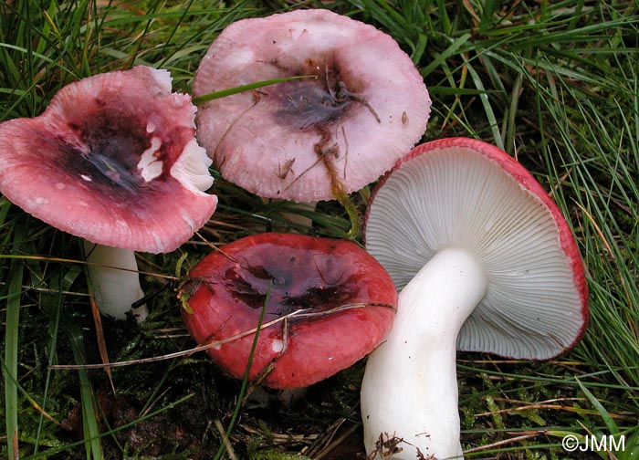 Russula knauthii