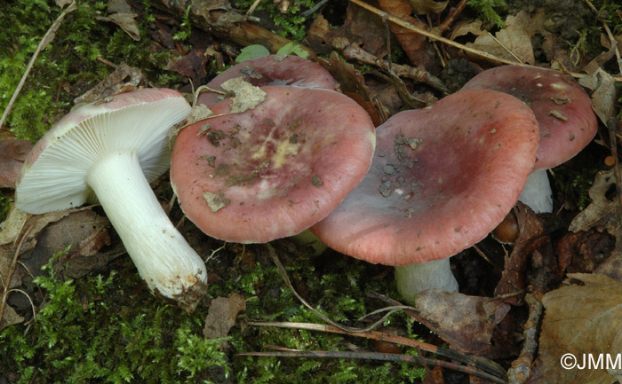 Russula atropurpurea = Russula krombholzii