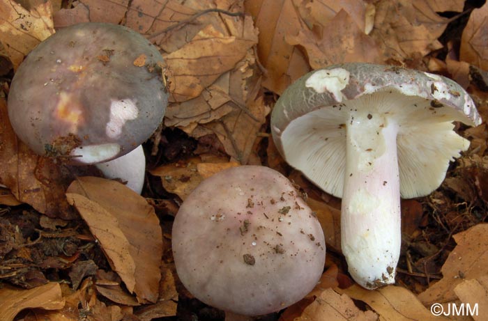 Russula langei