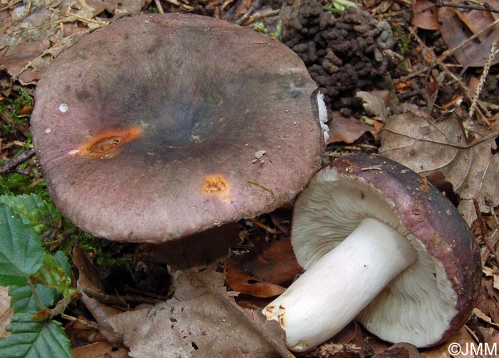 Russula langei