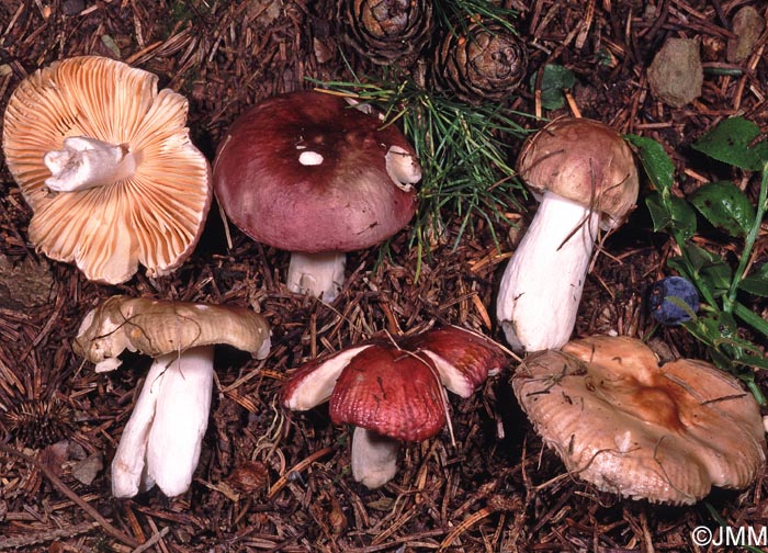 Russula laricina