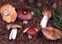 Russula laricina