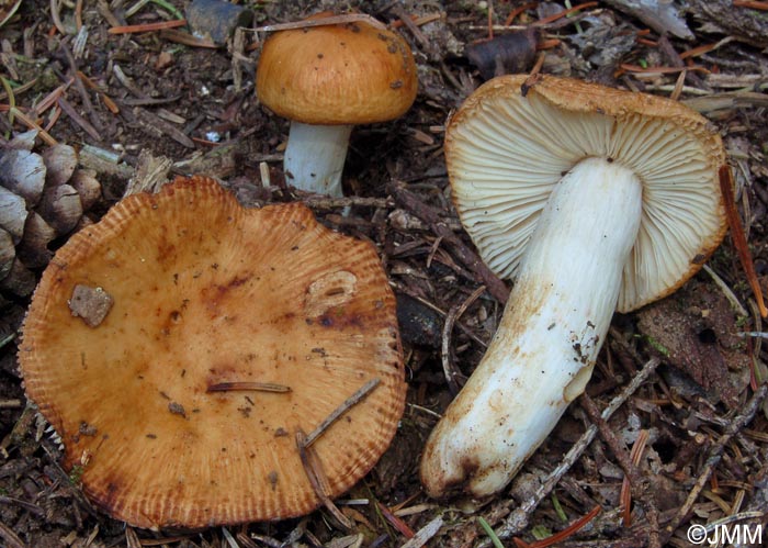 Russula laurocerasi