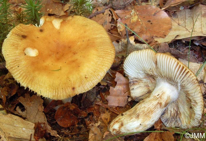 Russula laurocerasi