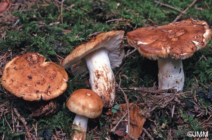 Russula laurocerasi