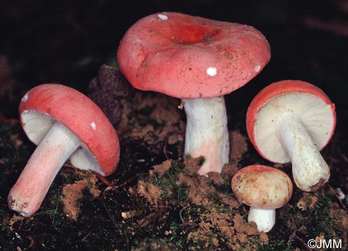 Russula lepida