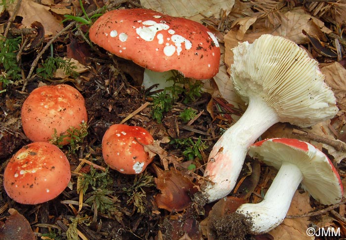 Russula lepida