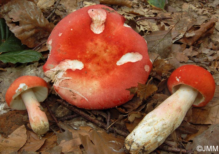 Russula lepida