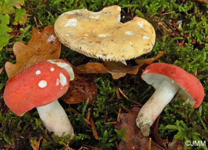 Russula lepida et sa var. lactea