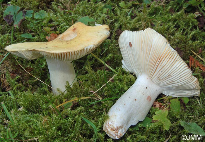 Russula lepida var. lactea