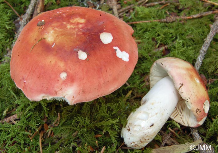 Russula lepidicolor