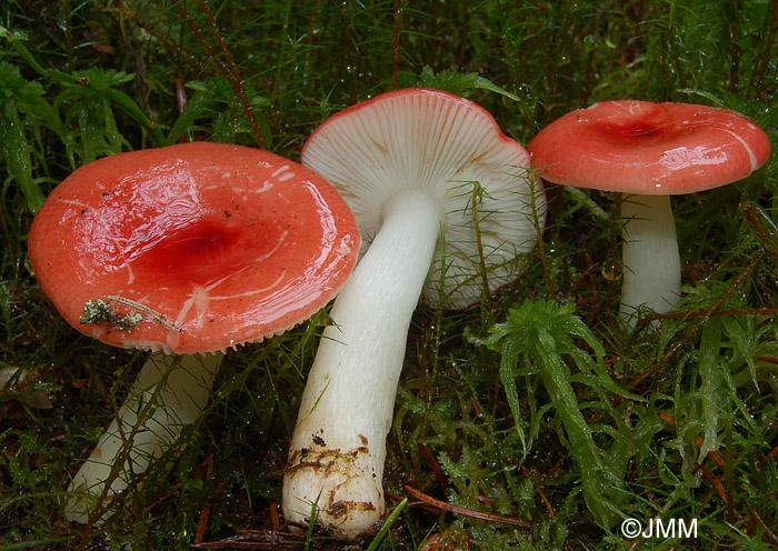 Russula longipes