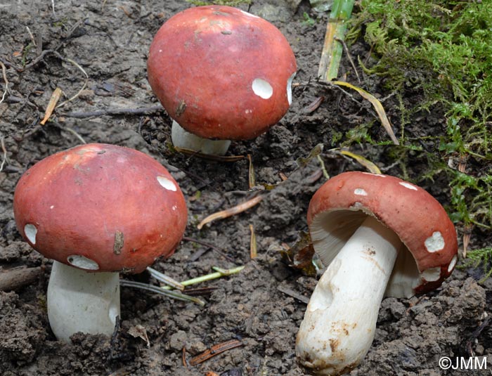 Russula lutensis